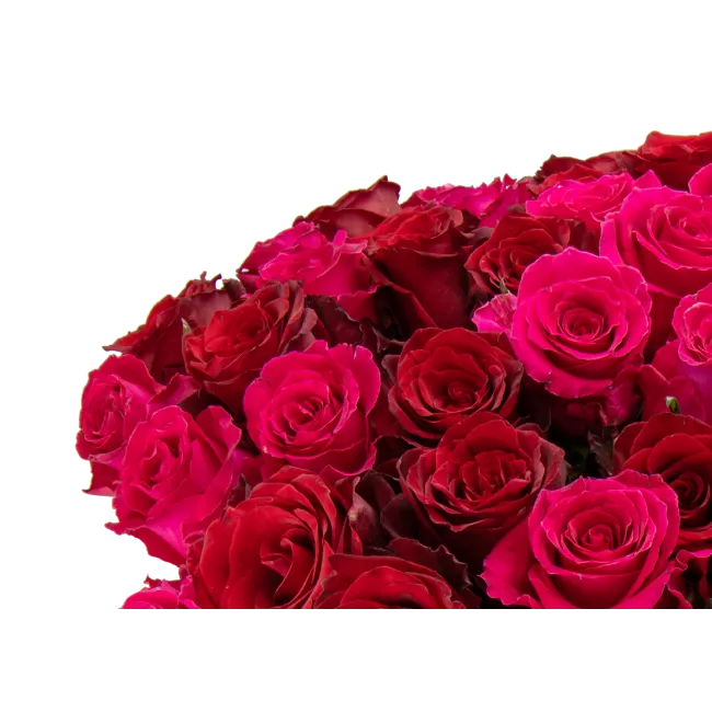 Kytice ekvádorských růží 80 cm